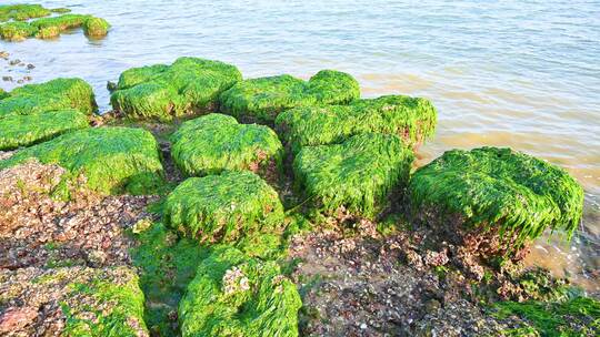 湛江海边退潮后的礁石海浪与绿色海草苔藓