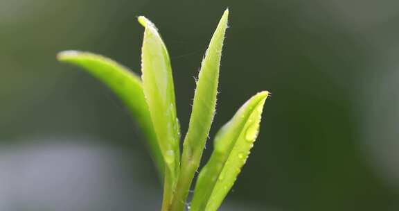 杭州西湖龙井新茶嫩茶叶特写