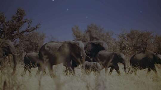 象群夜行迁徙