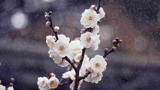 5K-绽放的白梅花，滴落在梅花上的水珠