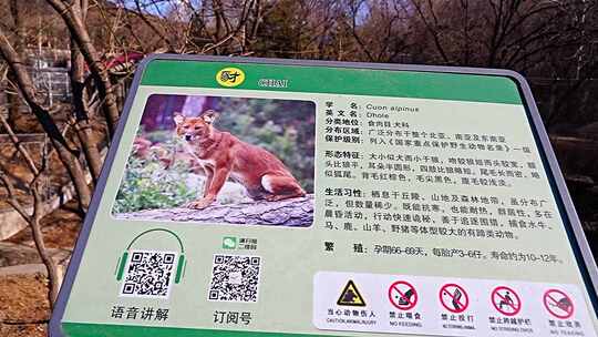 豺 食肉目 犬科 野生动物 动物 食肉动物