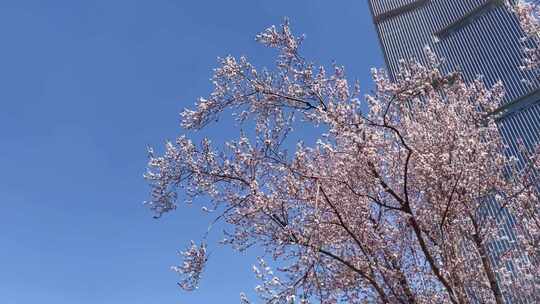 仰视双子塔高楼风吹樱花树下摇广场儿童乐园