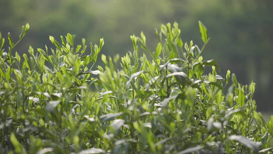 茶茶叶红茶艺采茶泡茶红茶山春茶道茶园农业