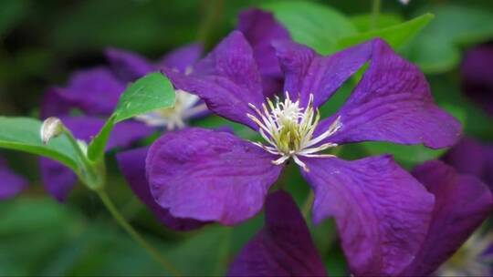 紫色花朵的特写