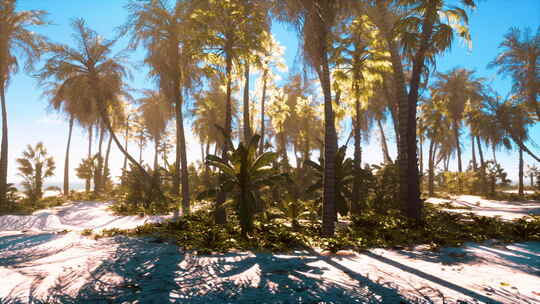 棕榈树在美丽的海滩上摇曳