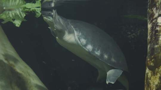 海龟在水族馆游泳