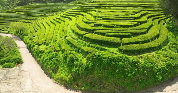 种植园，梯田，茶，绿色