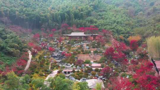 原创拍摄山间别墅枫叶山谷景色优美红枫