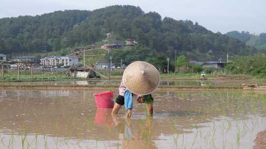 农民在水田中弯腰插秧的劳作画面