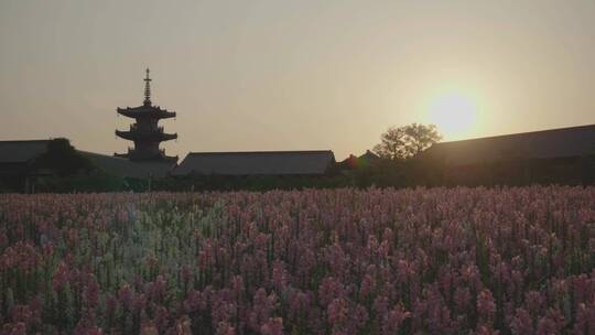 花海中焦夕阳上升慢