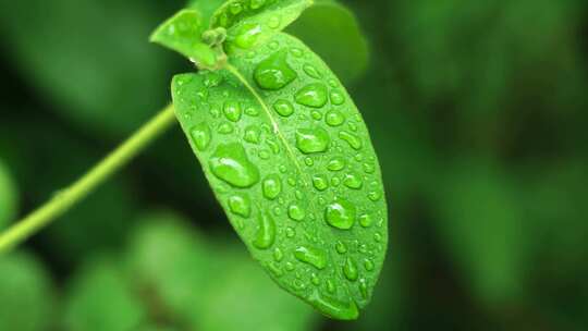 春天雨天植物叶子雨滴雨水的自然治愈风景