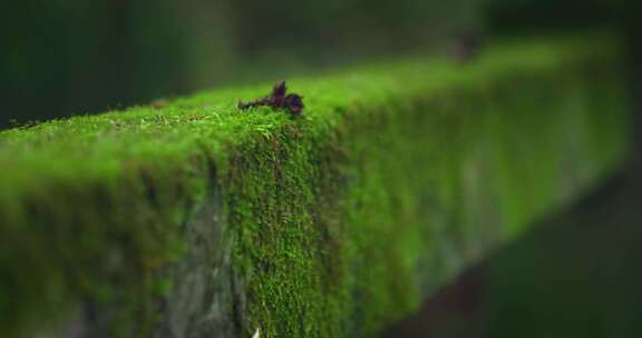 【正版素材】大自然树干特写绿色苔藓