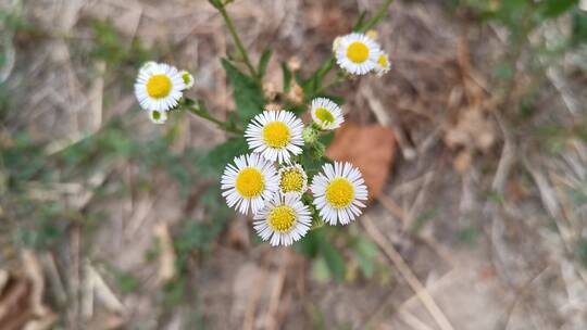 野葵花特写