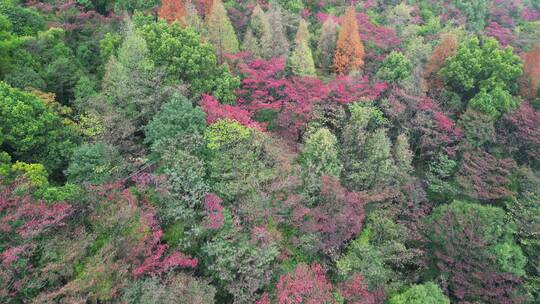 4K秋天秋叶秋景山林枫叶唯美红叶高角度航拍