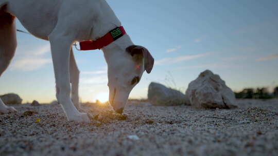 可爱的宠物Whippet Puppy a