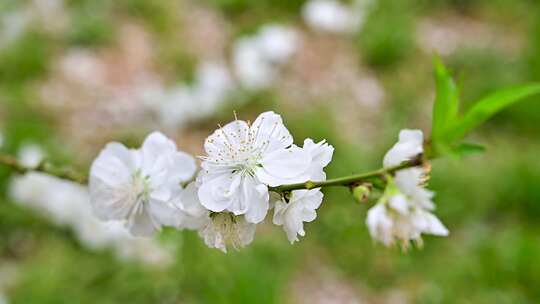 春天盛开的白色粉色樱花