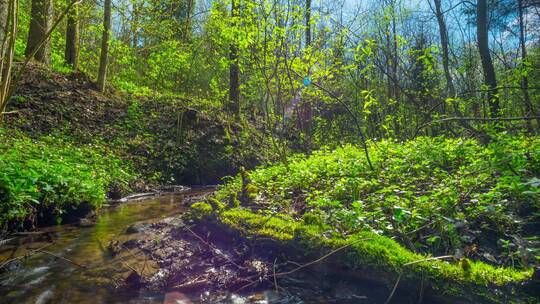 森林中的小溪延时镜头