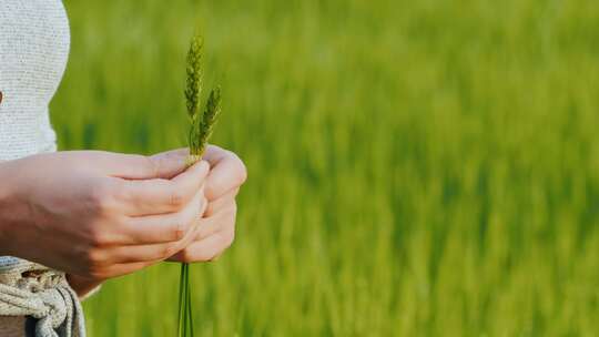 农业专家检查小麦质量