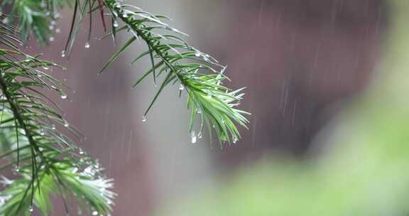 下雨天松树树叶特写唯美意境升格