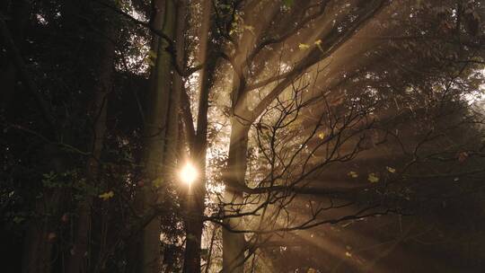森林里透过树木的光线