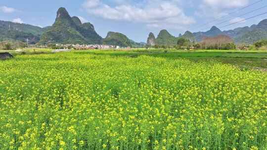 美丽的油菜花田与远处群山相映成趣