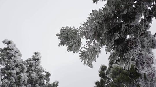 雾淞 雪景 看雪