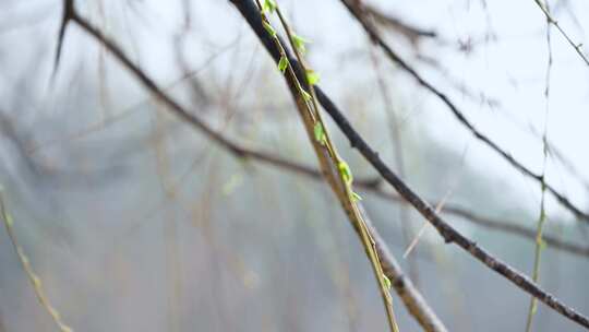 春天垂杨柳枝头柳树生长绿色发芽枝头特写