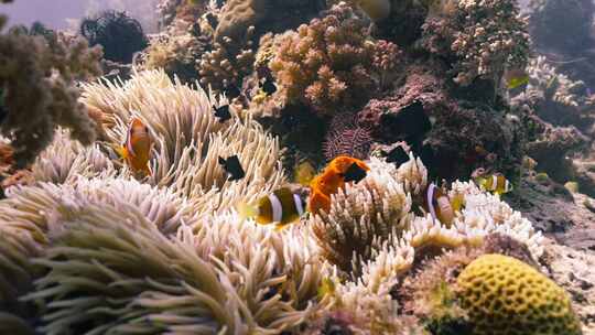 海底世界小丑鱼珊瑚视频素材模板下载