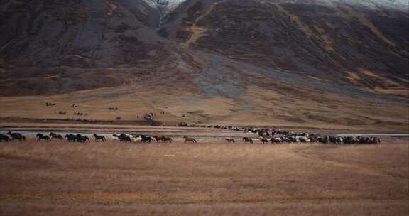 听说马在河边和山上跑