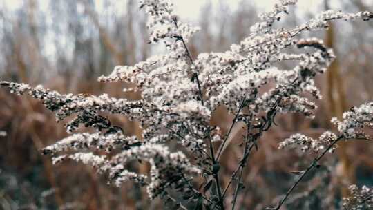 花的特写视频