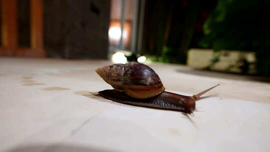 大型棕色蜗牛在表面滑行时留下粘液分泌物