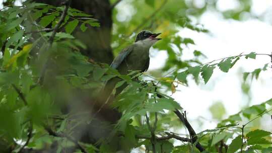树枝上鸣叫的小鸟