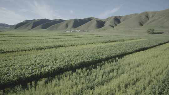 航拍内蒙古呼和浩特武川大片玉米地庄稼地