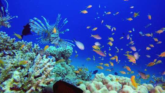 热带珊瑚礁狮子鱼视频素材模板下载