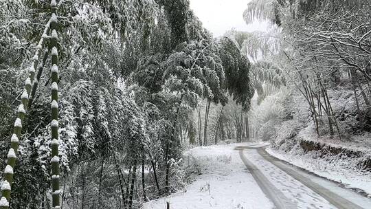 竹林冬日雪景实拍慢动作