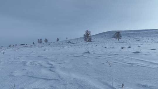 呼伦贝尔疏林雪原风光