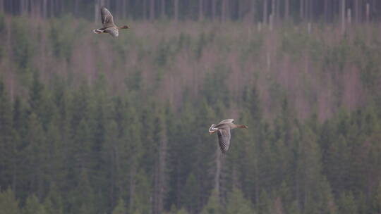 两只灰雁在森林上空飞行的慢动作镜头