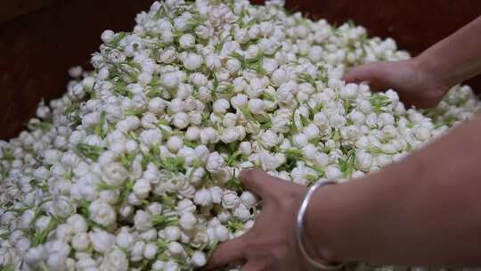 升格慢动作微距特写茉莉花与茉莉花茶制作