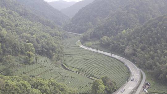 杭州西湖梅家坞茶园茶山