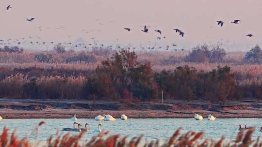 山东黄河口湿地鸟类野生动物