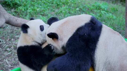 大熊猫打架视频合集