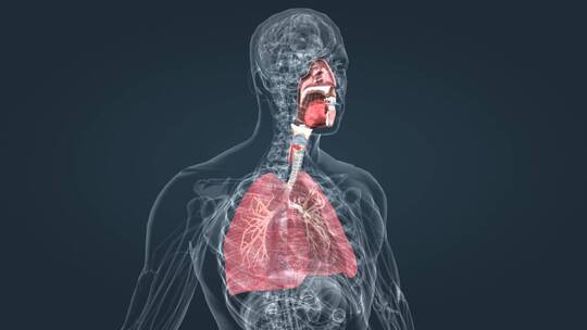 医学人体器官肺部呼吸气管肺炎特效三维动画视频素材模板下载