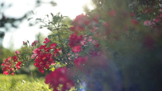 夏日公园里的红花