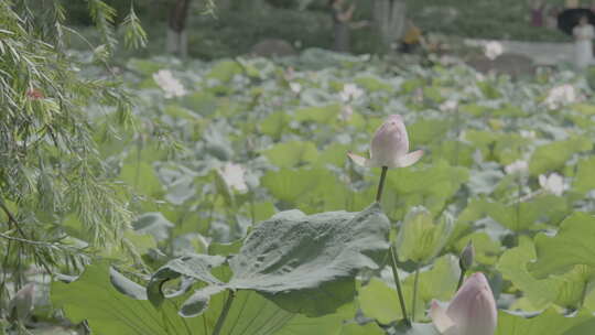 池塘里生长的的荷花盛开的何花slog3实拍