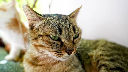 狸花猫趴在地下城市流浪猫