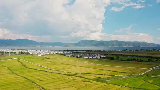 秋季金黄的稻田