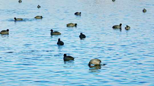 南滇池湿地公园候鸟乐园