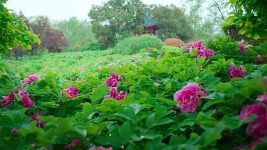 二十四节气谷雨雨中牡丹牡丹花视频素材模板下载