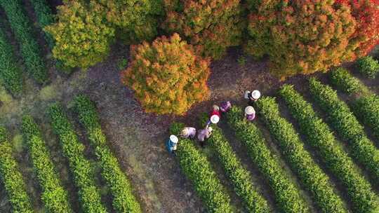 采茶 茶叶 茶园