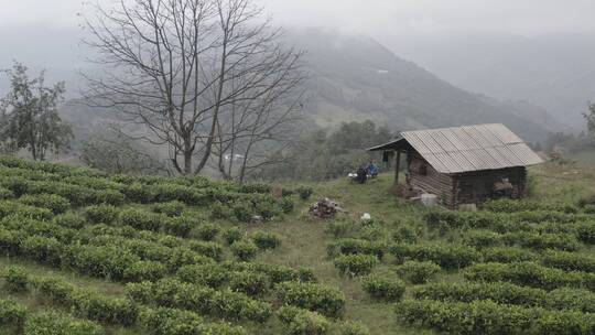 茶树茶山茶园高清4k航拍素材